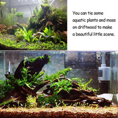 Kathson driftwood in tank scene highlighting safe, toxin-free wood that supports fish hiding spots.