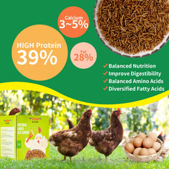 KAYHEN BSFL close-up highlights organic, non-GMO, sustainable feed.