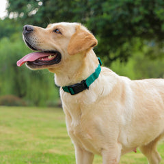 Kidding Pets collar disponible en tres tallas para perros de todos los tamaños.