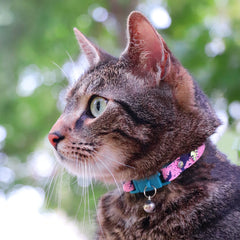 Kittyrama Fern collar with bell helps deter hunting.