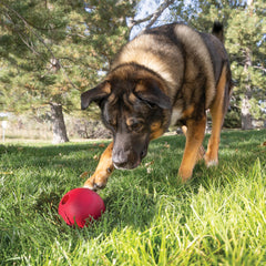 KONG Ball de goma natural resistente para mordisqueo y juego prolongado