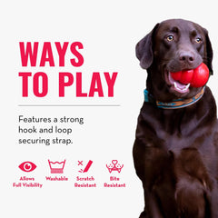 KONG Cloud Collar cat model highlights fit for medium necks.