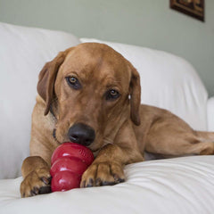 KONG Easy Treat dispensing nozzle enables precise portion control and minimal mess.