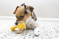 KONG Platy pato sin relleno, fácil limpieza tras juegos.