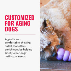 KONG Senior chewing-action medium-dog image emphasizes safe, senior-friendly chewing and engaging play.