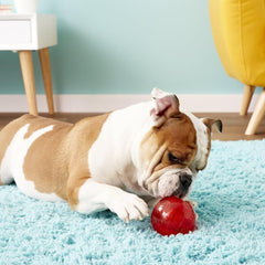 KONG Squeezz Ball dog toy with erratic bounce for dynamic play sessions