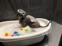 Kotomoda Probiotic Shampoo for Sphynx rinse close-up highlights easy, thorough rinse.