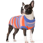 Kuoser blue dog surgery recovery suit shows snug post-op comfort.