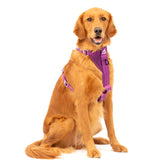 Kurgo Enhanced Strength Tru-Fit dog car harness close-up of buckle for secure car rides