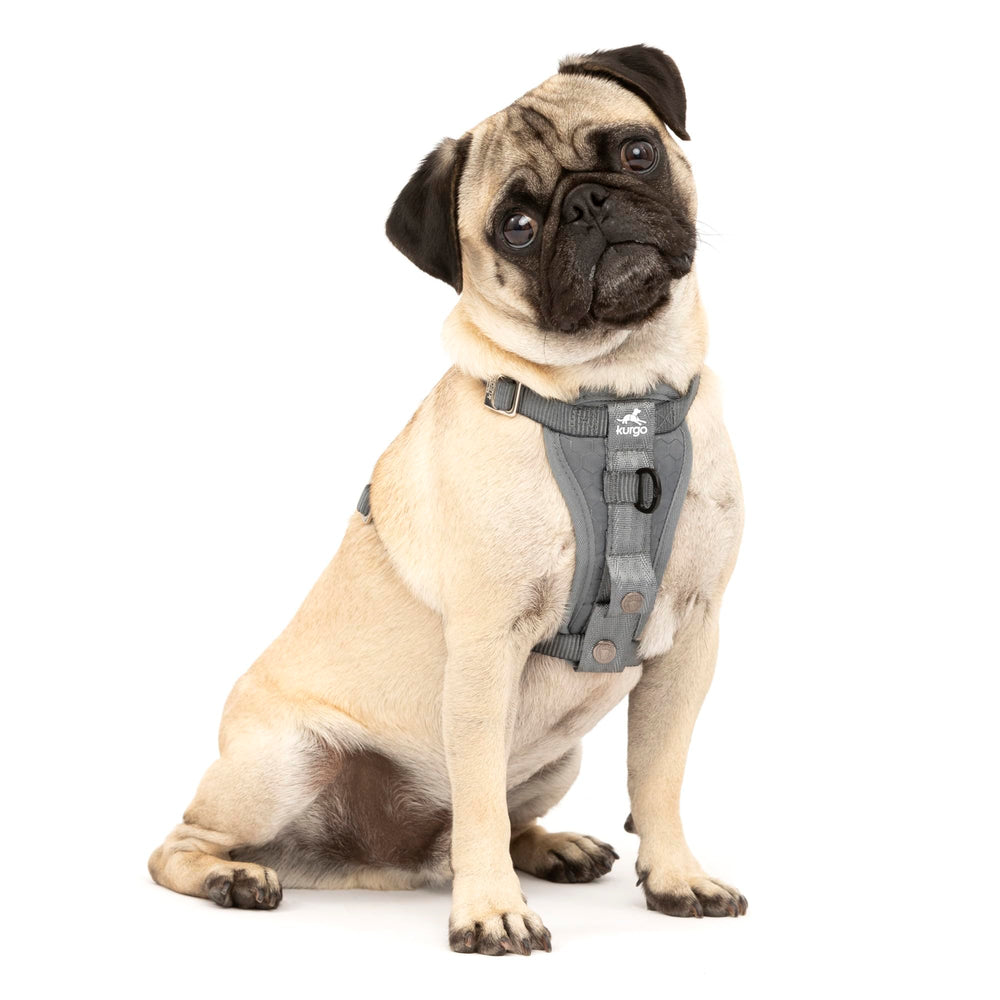 Kurgo Enhanced Strength Tru-Fit harness back view shows secure fit for travel