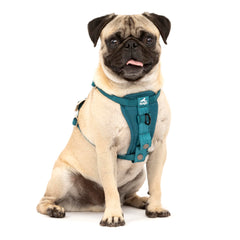 Kurgo Enhanced Strength Tru-Fit back-clip harness for secure daily walks