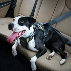Kurgo Impact Dog Car Harness motion-minimizing fit reduces movement on the road.