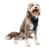Kurgo Tru-Fit Smart Harness front view enables secure daily walks with quick on-off