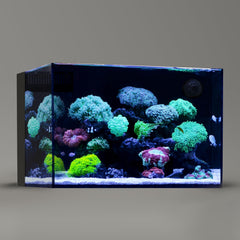 Landen 60P front view aquarium showing rimless ultra-clear glass for pristine visibility