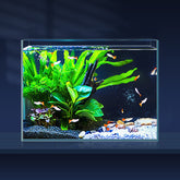 LAQUAL 3-gallon ultra-clear rimless fish tank for pristine viewing