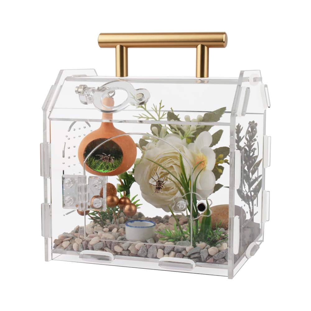 LEIZHENZI Jumping Spider Enclosure front view with crystal-clear visibility for easy observation