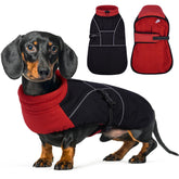 LeLePet dachshund coat winter waterproof on dog during rain walks