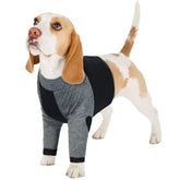 LeLePet recovery suit on a dog’s front legs, helps prevent licking during healing.