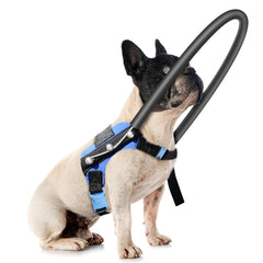 LetPetRun blind-dog harness halo-vest with secure fit for guided walks.
