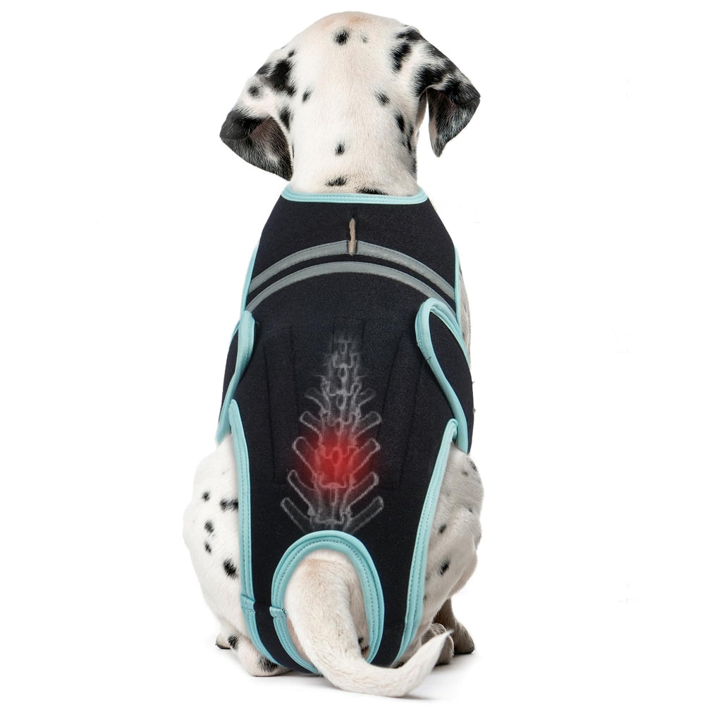 LETSQK dog back brace on a dog with breathable fabric for comfortable, long-wear support.