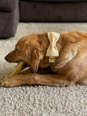 Lionet Paws adjustable collar neck 13-22in demonstrates versatile fit for medium dogs
