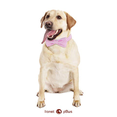 Lionet Paws alloy buckle on dog collar ensures secure easy on/off