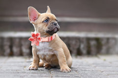 Lionet Paws cotton fabric feels soft against skin during daily walks.