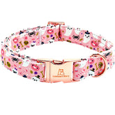 Lionheart Glory pumpkin-pink dog collar with adjustable fit for comfy Halloween photos
