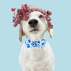 Lionheart Glory soft cotton collar emphasizes comfort during long daily walks.