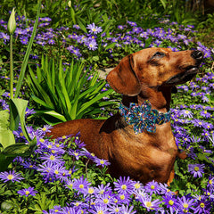 Lionheart Glory weled D-ring collar showcases durable leash attachment