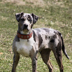 LOIIHEII premium leather dog collar side profile highlights reinforced width for neck support.