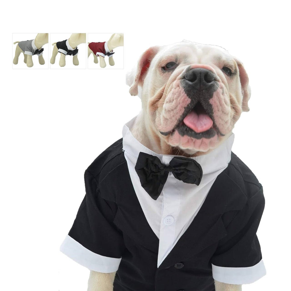 Lovelonglong Bulldog Tuxedo bow tie close-up for wedding ready look