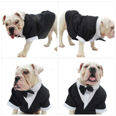 Lovelonglong Bulldog Tuxedo worn on model shows tailored fit