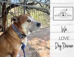 Lucky Love Dog Murphy X-Large martingale collar on a dog