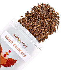 LuckyQworms dried crickets closeup highlights protein-rich nutrition for muscles