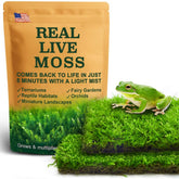 LUCKYRUNES live moss duo variants show two textures for natural terrarium floors