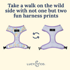 Lucy & Co adjustable chest strap harness on a dog during a walk