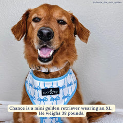 Lucy & Co. reversible dog harness reverse side shows second coordinating color for versatile looks.