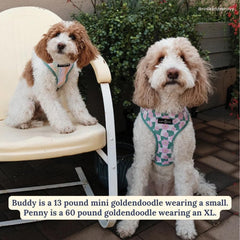 Lucy & Co Just Chill padded chest close-up for gentle control and comfort.