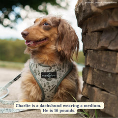 Lucy & Co reversible harness back view, water-repellent neoprene for all-weather wear.