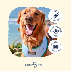 Lucy & Co walking halter on dog during outdoor walk demonstrates no-choke design.