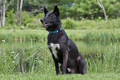 LupinePet Originals Sea Glass collar on a dog during a walk demonstrates adjustable fit