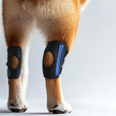 Lushnessu dog knee brace front leg support for stability during walks and recovery.