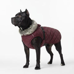 LUVMOJO elastic chest band ensures snug, secure fit for barrel-chested dogs during activity
