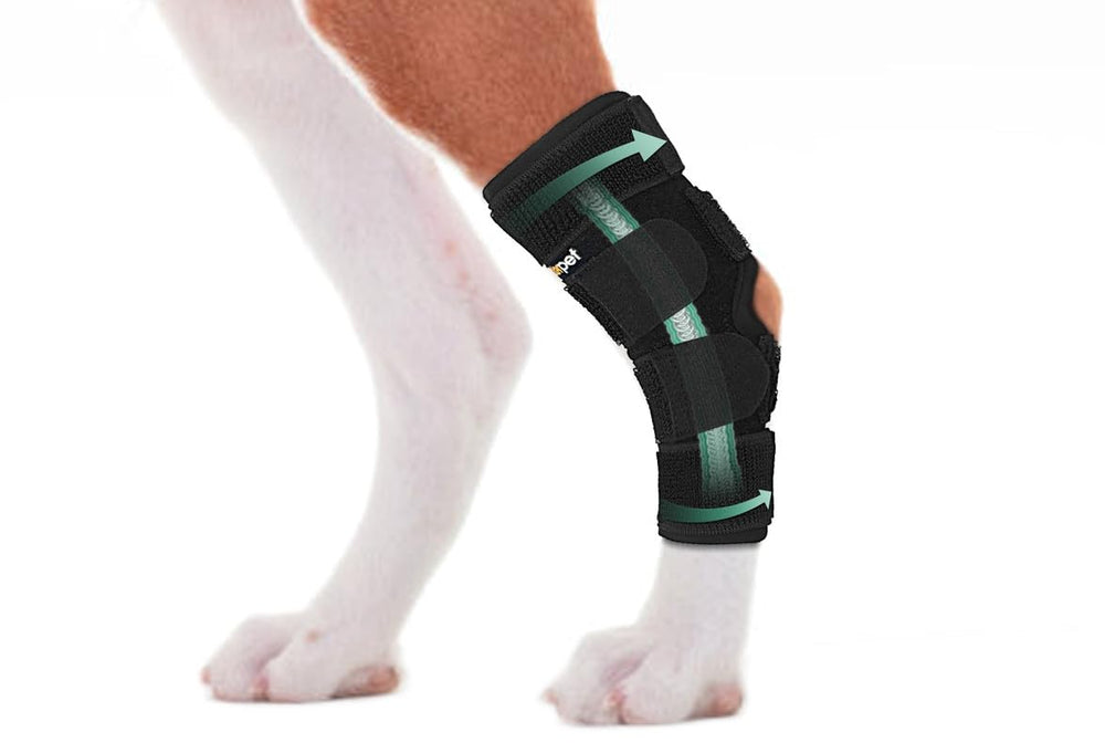 Lyderpet rear leg brace on hock joint provides stable support for active dogs