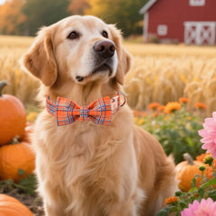 M MACA BATES collar bow tie close-up highlighting camera-ready elegance.