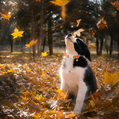 Maca Bates orange autumn mushroom print collar on dog neck for photoshoots