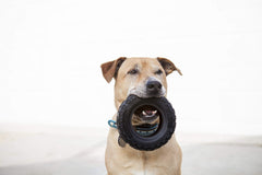 Mammoth TireBiterII textured grip tire toy provides secure grip during play.
