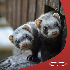 Marshall Pet Ferret Premium Diet 6lb feeding area; tidy setup supports routine feeding.