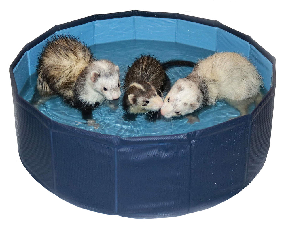 Marshall Pet Products Ferret Swimming Pool is foldable and portable for cooling play.